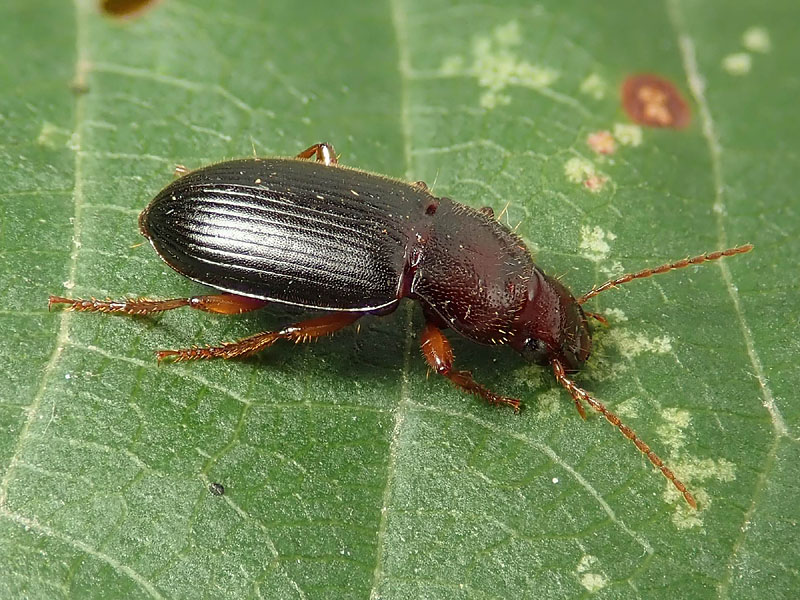 Carabidae: Ophonus parallelus? Ophonus (Metophonus) sp.